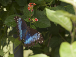 Schmetterling